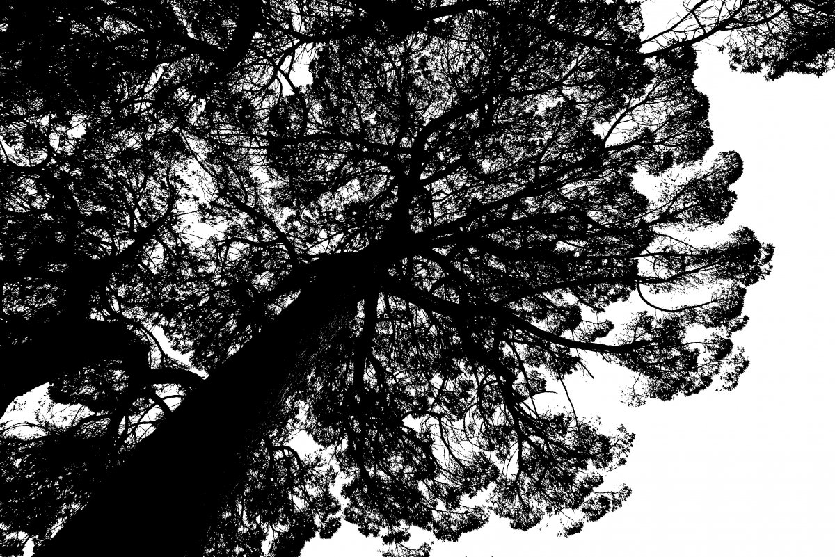 Photo by Paul Stephenson A black and white image of a tree canopy taken from below, with the sky showing through