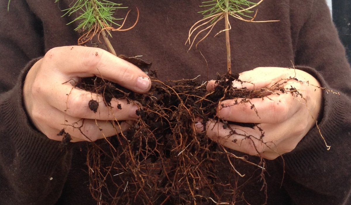 hands holding two little trees with roots and soil