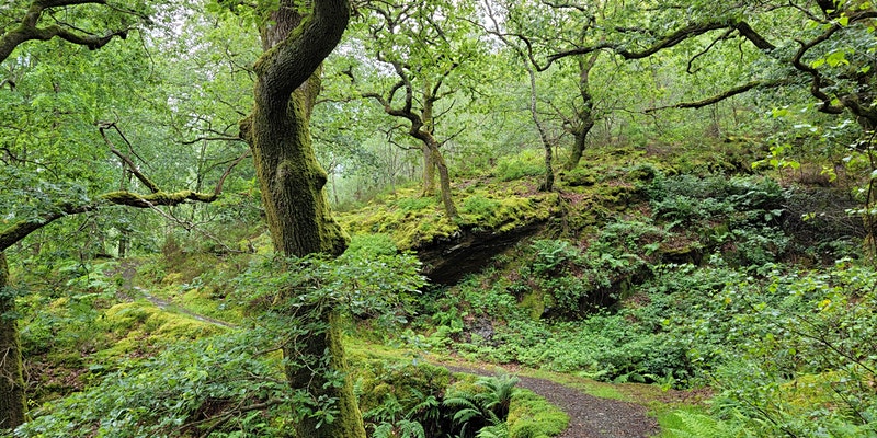 A photo of a luscious leafy forest. 